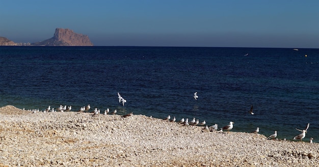 Möwen an der Mittelmeerküste, Kiesstrand, blaues Meer, klares Wasser, wunderschöne Meereslandschaft, Altea