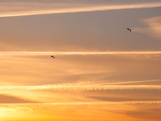 Möwen auf buntem Hintergrund des Sonnenunterganghimmels