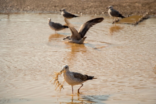 Möwen auf dem Boden mit schlammigem Wasser