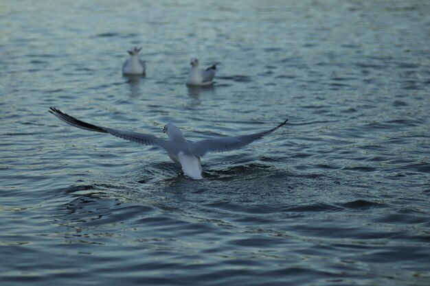 Möwen auf dem See bitten um Nahrung an einem sonnigen Tag Möwen spielen im Wasser