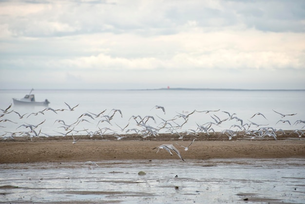 Möwen beim Fliegen am Sandufer