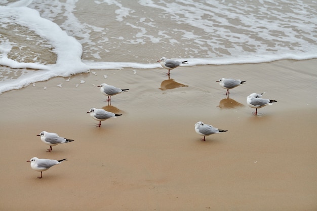 Möwen, die an der Küste spazieren. Lachmöwen, Wandern am Sandstrand in der Nähe der Ostsee. Chroicocephalus ridibundus.