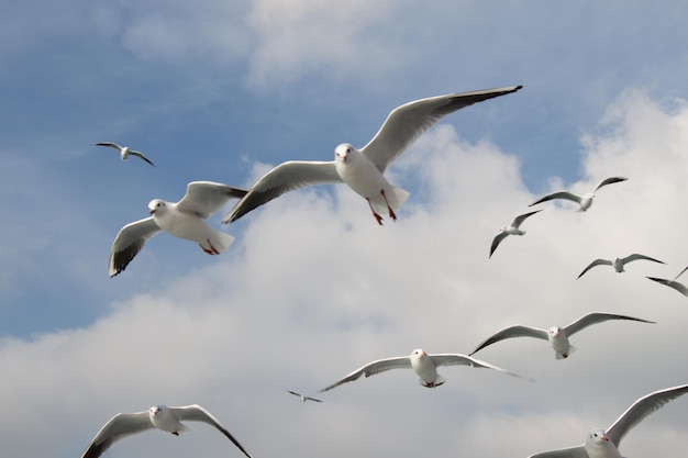 Möwen, die im Himmel über dem Meerwasser fliegen