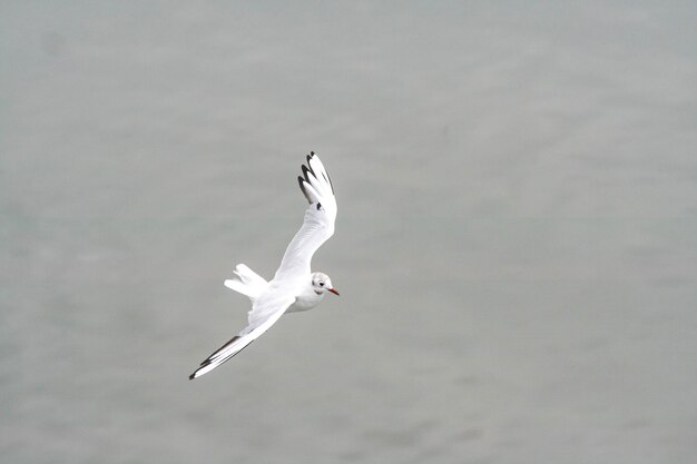 Foto möwen fliegen am himmel