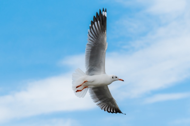 Möwen fliegen am Himmel