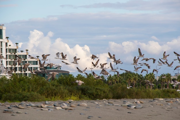 Möwen fliegen am Strand im Schwarzen Meer, Georgia