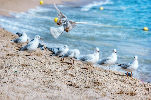 Möwen fliegen am Strand