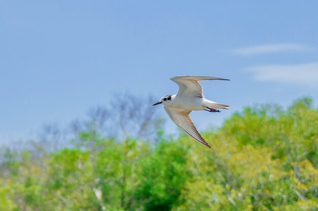 Möwen fliegen am Strand.