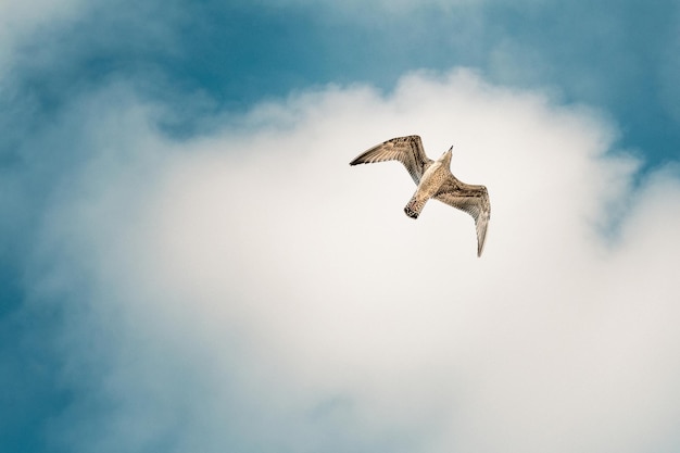 Möwen fliegen am Strand