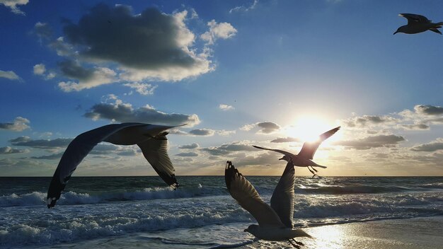 Möwen fliegen bei Sonnenuntergang über dem Strand