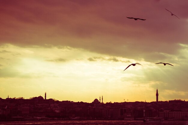 Möwen fliegen in den Himmel in Istanbul