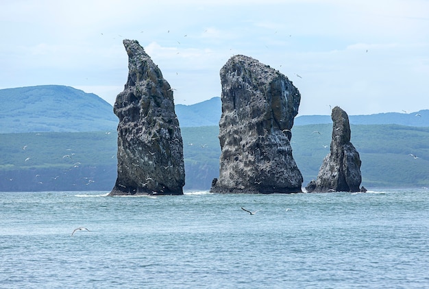 Möwen fliegen in der Nähe von Felsen am Pazifischen Ozean auf Kamtschatka