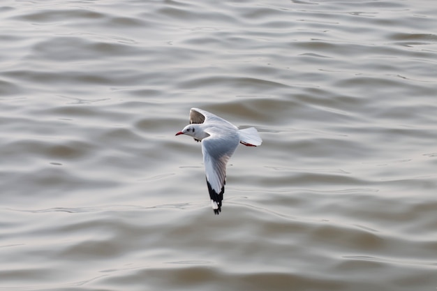 Möwen fliegen über das Meer