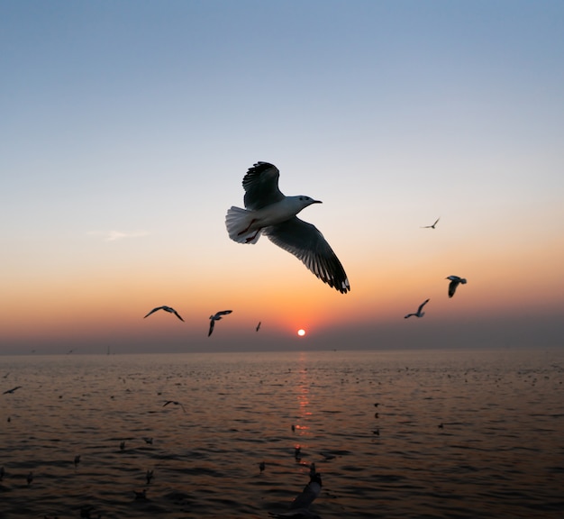 Möwen fliegen über dem Meer bei Sonnenuntergang