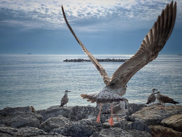 Foto möwen fliegen über dem meer gegen den himmel