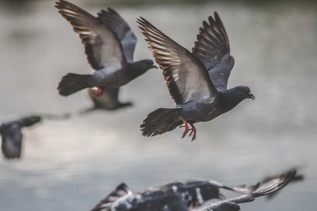 Foto möwen fliegen über dem meer