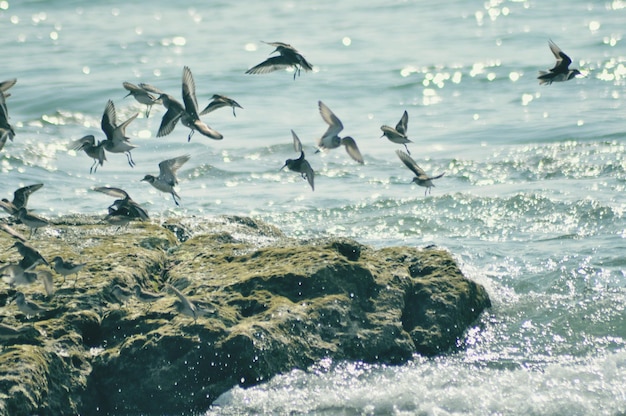 Möwen fliegen über dem Meer