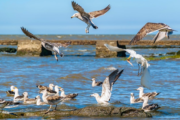 Foto möwen fliegen über dem meer