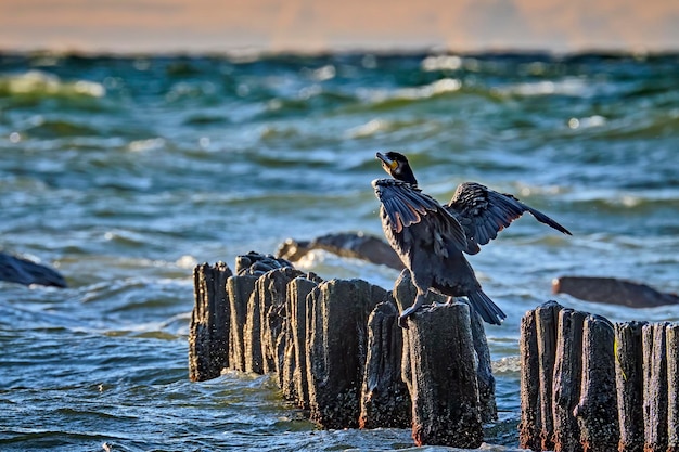 Foto möwen fliegen über dem meer