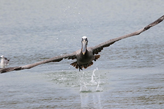 Foto möwen fliegen über dem meer