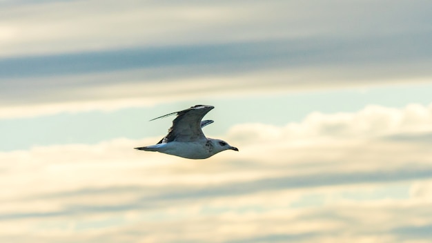 Möwen fliegen über dem Wasser des Schwarzen Meeres in Sotschi, Russland