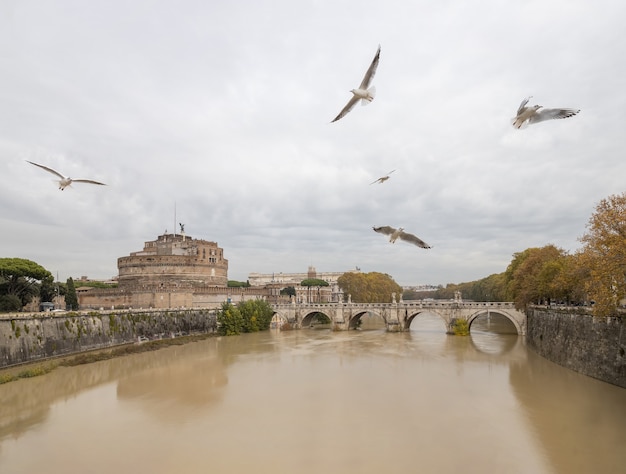 Möwen fliegen über den Tiber, Rom, Italien