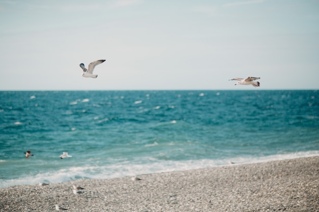 Möwen fliegen über die Küste