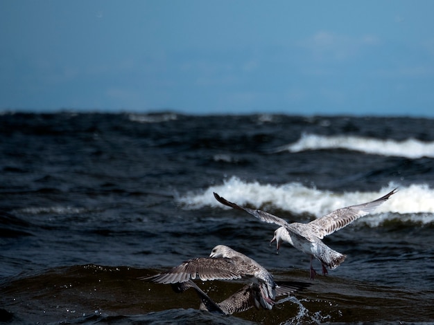 Möwen fliegen über die Meereswellen und jagen an einem sonnigen Tag Fische