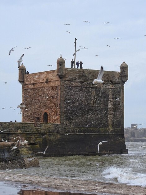 Möwen fliegen vor dem Schloss im Meer gegen den Himmel