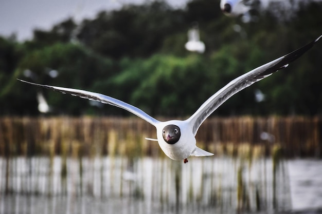 Foto möwen fliegen