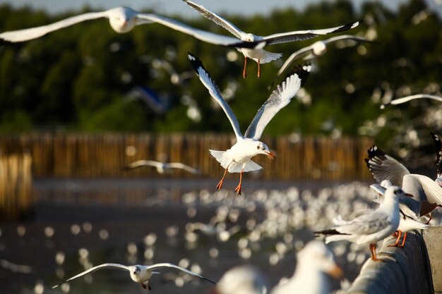 Foto möwen fliegen