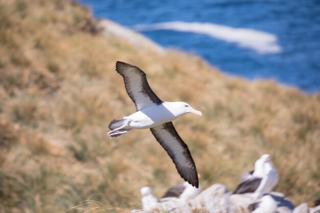 Foto möwen fliegen