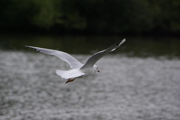 Foto möwen fliegen