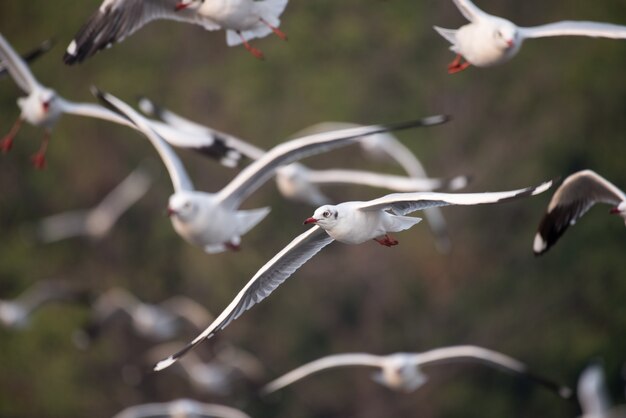 Möwen fliegen