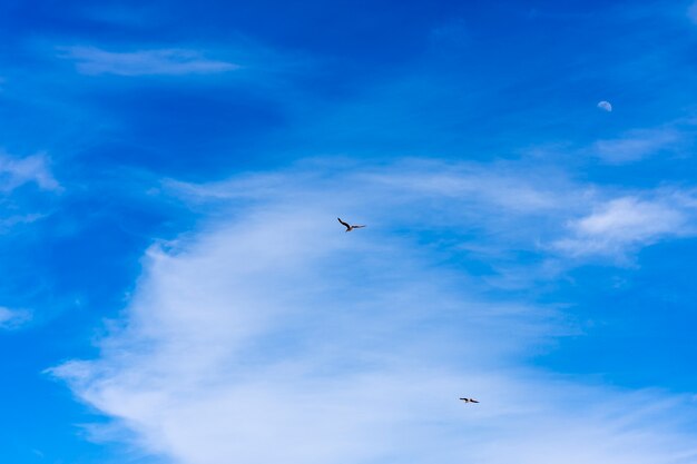 Möwen fliegen