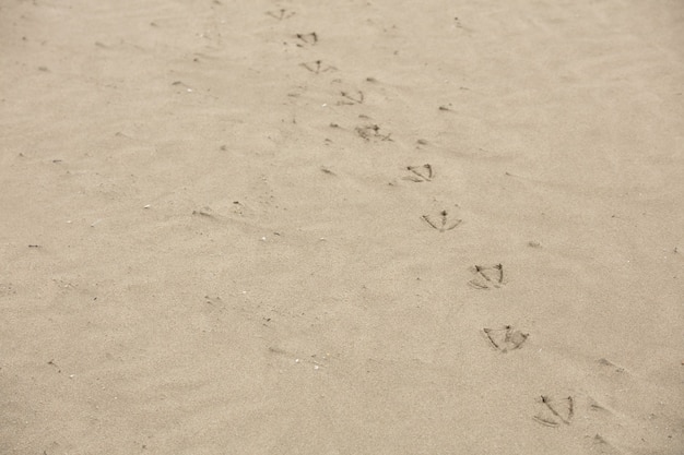 Möwen Fußspuren am Strand