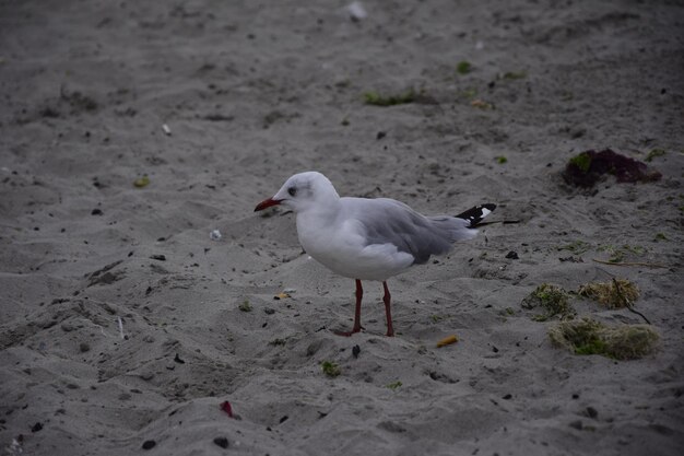 Möwen gehen am Sandstrand in der Stadt Paracas Peru Nahaufnahme