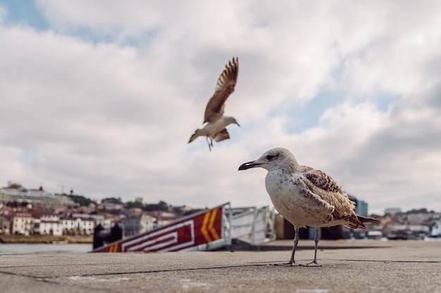 Möwen gehen auf der Promenade von Porto spazieren. Möwe Nahaufnahme Schuss