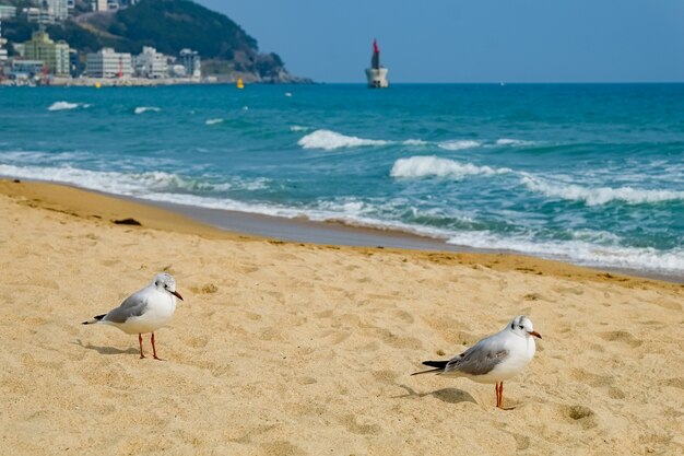 Möwen gehen in den Sand am Meer in Busan, Korea.