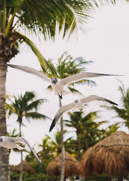 Möwen im Flug an einem tropischen karibischen Strand