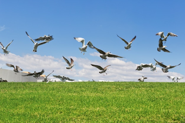 Möwen im Gras fliegen den Flug hinauf. Nahansicht.