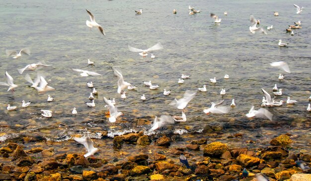 Möwen schwimmen, fliegen und tauchen am Ufer ins Meer.