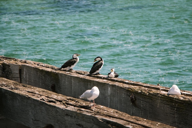 Foto möwen sitzen am meer auf dem holz