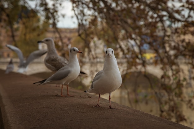 Möwen sitzen am Ufer des Tiber in Rom Italien Rome