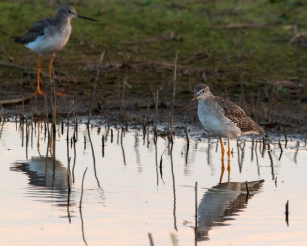 Foto möwen sitzen auf einem see