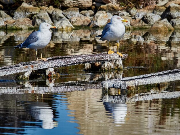 Möwen sitzen auf einem See