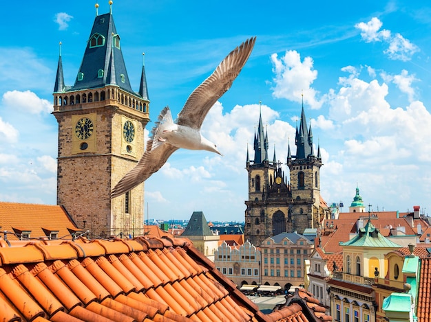 Möwen über Prager Glockenspiel und Tynsky-Kathedrale am Sommertag