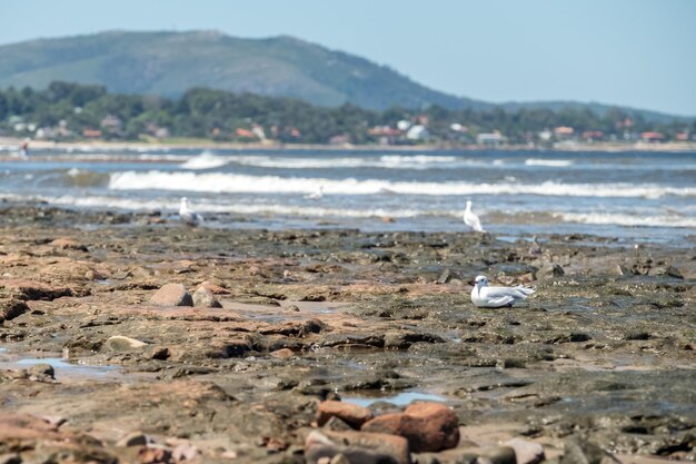 Möwen und andere Seevögel suchen nach Nahrung und nisten zwischen den Steinen eines Strandes in Uruguay