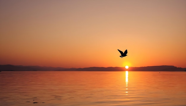 Möwenfliege gegen Sonnenuntergang Hintergrund