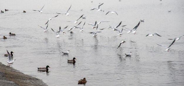 Möwenfliegen am Meer im Kiewer Meer